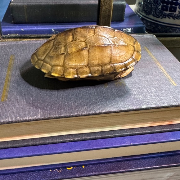 Brown Turtle Shell - Picture 1 of 9